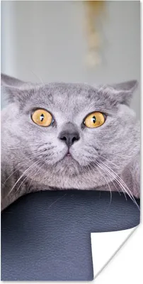Produktbild von MuchoWow® Poster Katze - Angst - Stuhl 40x80 cm - Dekoration