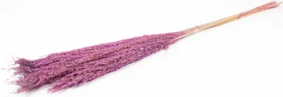 Produktbild von INNA-Glas Schilf getrocknet DONJETA, lila, 115-120cm, Ø15cm - Getrockneter Bund