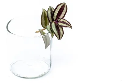 Obrázok produktu pre Gardners Tradescantia zebrina - odrezky na zakorenenie