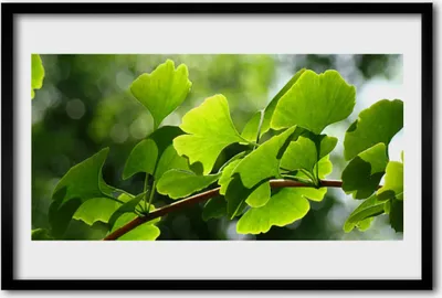 Produktbild von Bild 60x40 MDF-Rahmen Wandkunst Blätter Natur Baum-Zweig