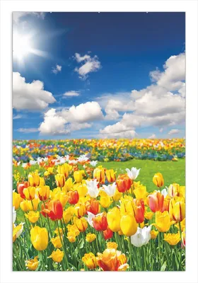 Produktbild von Wallario Wandbild Tulpenwiese unter blauem Himmel, Größe: 61 x 91,5 cm, Poster mit rahmenlosen Bildhalter