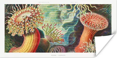Produktbild von MuchoWow® Poster Ernst Haeckel - Anemone - Retro - Natur - Pflanzen 40x20 cm - Poster für die Wand - Poster Schlafzimmer