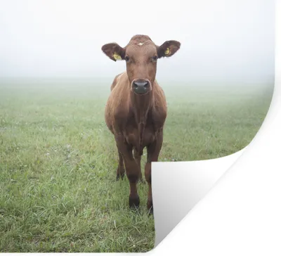 Produktbild von MuchoWow® Wandtattoo Wandsticker Wandaufkleber Kuh - Nebel - Gras 50x50 cm Selbstklebend und Repositionierbar - Selbstklebend - Fototapeten
