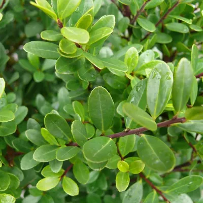 Immagine prodotto di Ilex crenata 'Dark Green'  | 40-60 cm in contenitore