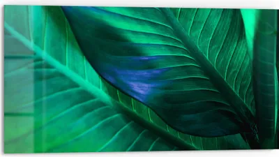 Produktbild von DEQORI Küchenrückwand Glas 80x40 cm 'Tropenblattstruktur' Spritzschutz Bad Rückwand