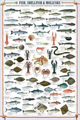 Image de Educational - Enseignement - Affiches - Fish, Shellfish & Mollusks + 1 paquet de tesa Powerstrips® - Contenu 20 pièces