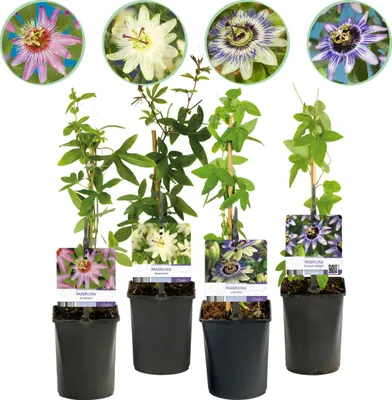 Immagine prodotto di Passiflora Arcobaleno - Fiore Rosa Bianco Viola Verde - Bassa manutenzione - 4 piante - 30-40cm - Ø10cm - Pianta da giardino