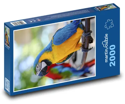 Produktbild von martinpuzzle - Puzzle 2000 Teile - Vogel - Papagei