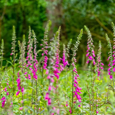Produktbild von Bloomique - 3er Set - Digitalis Purpurea Gloxiniiflora - Fingerhut - Gartenpflanzen - Winterhart - Höhe 10-20 cm - Topf 9x9 cm