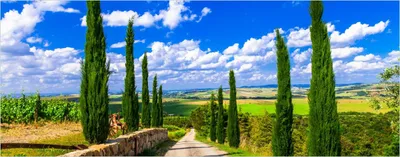 Produktbild von Wallario selbstklebendes Poster - Zypressenweg in der Toskana, Größe: 50 x 125 cm