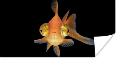 Produktbild von MuchoWow® Poster Goldfisch - Meerestiere - Augen 80x40 cm