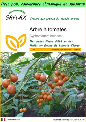 Image de SAFLAX Garden to go - Arbre à tomates - 50 graines - Cyphomandra