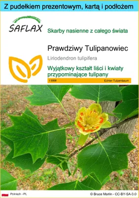 Zdjęcie produktu dla SAFLAX - Zestaw prezentowy - Prawdziwy Tulipanowiec - 20 Nasiona - Z pudełkiem upominkowym, etykietą wysyłkową, kartą podarunkową i podłożem uprawowym - Liriodendron tulipifera