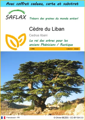 Image de SAFLAX Ensemble-cadeau - Cèdre du Liban - 20 graines - Cedrus