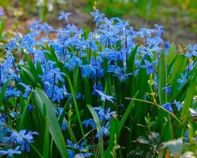 Produktbild von Blausterne Scilla Siberica Gr. 7+ blau (100 Blumenzwiebeln)