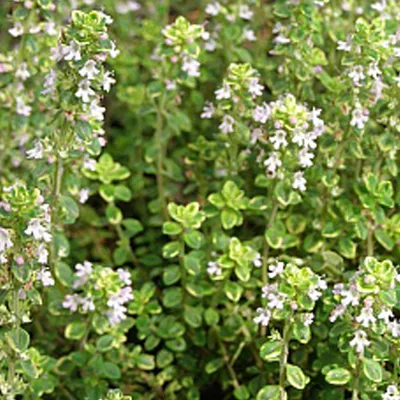 Produktbild von 6 x Thymian  - Thymus citriodorus 'Aureus'  | Topf 9cm x 9cm