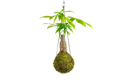 Obrázek produktu pro Gardners Kokedama Pachira kmen (L)