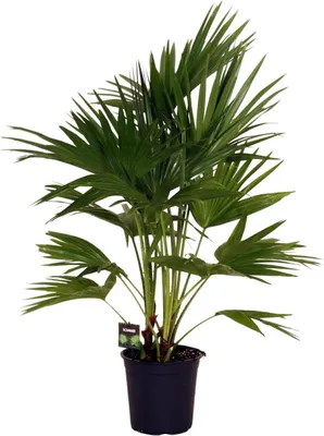 Produktbild von Livistona Chinensis Fächerpalme Zimmer- und Terrassenpflanze Ø24cm 100cm hoch