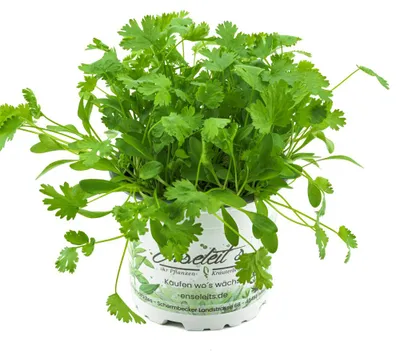Produktbild von Enseleits Koriander Coriandrum sativum, 1 Marktfrische Pflanze