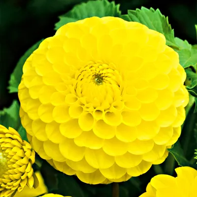 Obrázek produktu pro Dahlia kulistá Golden Torch 1 ks Dahlia sazenice dahlia sazenice velké hlízy