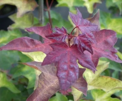 Produktbild von Ahorn cappadocicum Aureum - Kolchischer Goldahorn 80-100cm