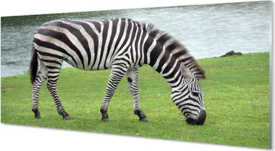 Produktbild von Glasbilder 125x50 Wandkunst Zebra