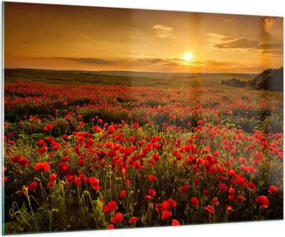 Produktbild von Bilder auf glas - Mohn Blume Wiese - 100x70cm - Glasbilder - Wandbilder - Kunstdruck - zum Aufhängen bereit - Wanddekoration aus Glas - Glas Bilder - Wandbild auf Glas - Einteilig - GAA100x70-3643