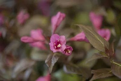 Produktbild von Weigela florida 'Minor Black', Weigelie, dunkelrot, 40–60 cm