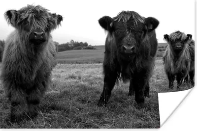 Produktbild von MuchoWow® Poster Schottische Highlander - Kühe - Natur - Grün - Gras 180x120 cm - Fotoplakat