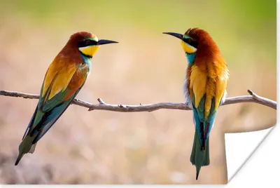 Produktbild von MuchoWow® Poster Vögel - Bienenfresser - Tiere 120x80 cm - Bilder