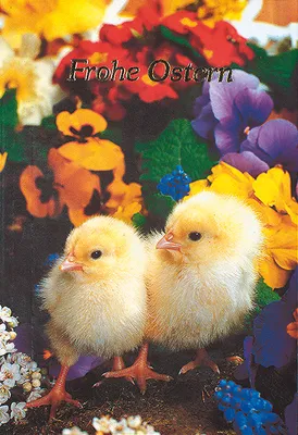 Produktbild von Ostern - Glückwunschkarte im Format 11,5 x 17 cm mit Briefumschlag