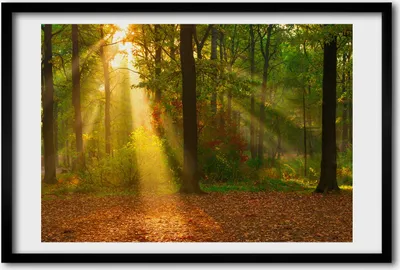 Produktbild von Bild 60x40 MDF-Rahmen, Wandkunst Wald in der Sonne