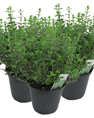 Produktbild von Enseleits 3er Set Italienischer Oregano im 15cm Topf - Origanum vulgare, frische Oregano Pflanze