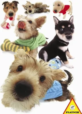 Image de PIATNIK Puzzle pour chiots - HANADEKA 100 pièces