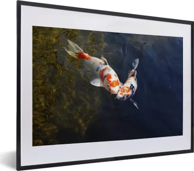 Produktbild von MuchoWow® MuchoWow® Gerahmtes Poster Zwei Koi-Karpfen im Wasser 40x30 cm - Poster mit zchwarzem Bilderrahmen - Bilderrahmen - Poster im Rahmen