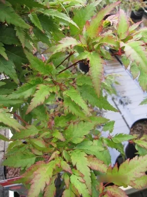 Produktbild von Japanischer Fächerahorn Beni Hagoromo - Ahorn palmatum 80-100