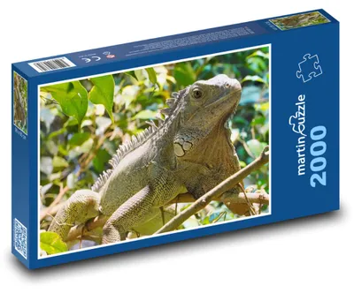 Obrázek produktu pro Puzzle 2000 Leguán v tropickém prostředí - martinpuzzle