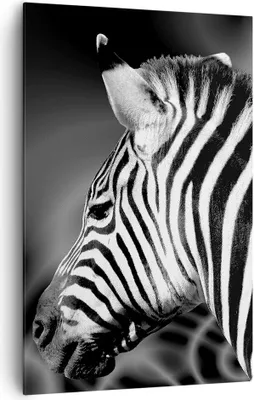 Produktbild von Bild auf Leinwand - Leinwandbild - Einteilig - Tier Zebra Streifen - 80x120cm - Wand Bild - Wanddeko - Wandbilder - Leinwanddruck - Wanddekoration - Leinwand bilder - Wandbild - PA80x120-0300