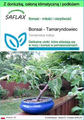 Zdjęcie produktu dla SAFLAX - Garden to go - Bonsai - Tamaryndowiec - 4 Nasiona - Z doniczką, pokrywą klimatyczną i podłożem do uprawy - Tamarindus indica