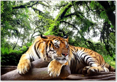 Produktbild von Tulup® Leinwandbild - 100x70 cm - Wandkunst - Drucke auf Leinwand - Leinwanddruck  - Tiere - Braun - Tiger Felsen