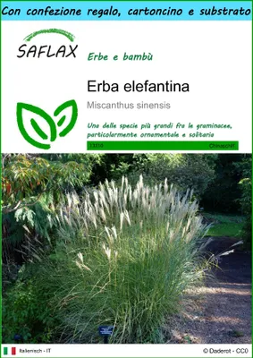 Immagine prodotto di SAFLAX Set regalo - Erba elefantina - 200 semi - Miscanthus