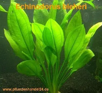 Produktbild von 10 x Echinodorus Bleheri, Wasserpflanze, barschfest