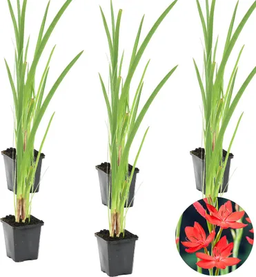 Produktbild von Bloomique - 6er Set - Schizostylis Coccinea - Spaltgriffel - Rosa - Teichpflanzen Winterhart - Wasserpflanzen - Zone 1-2 - Höhe 30-40 cm - Topf 9 cm