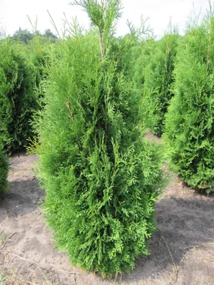 Produktbild von Thuja plicata Atrovirens - Grüner Riesen-Lebensbaum Atrovirens 40-60