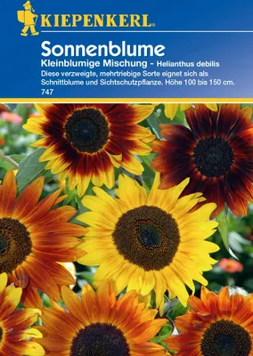 Produktbild von Kiepenkerl Sonnenblumensamen Kleinblumige Mischung