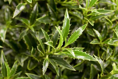 Produktbild von Ilex aquifolium 'Myrtifolia', Stechpalme, 25–30 cm