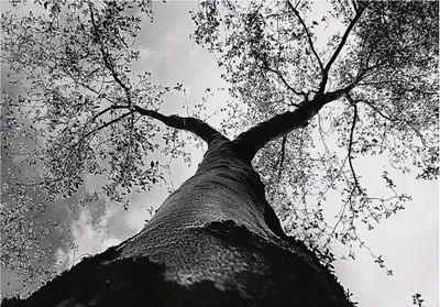 Produktbild von Fototapete 3D Effekt Wald - Tapete Baumkrone Baum - 350x250 cm - inklusive kleister - Vlies Tapete - Vliestapete Wohnzimmer Schlafzimmer Küche Modern Wandtapete