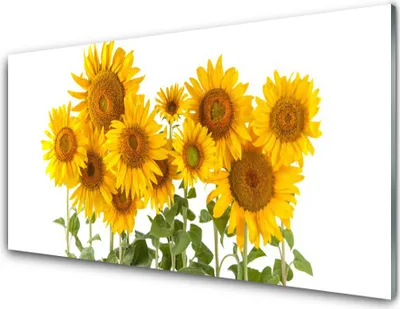 Produktbild von Acrylglasbilder 100x50 Wandbild Druck Sonnenblumen Pflanzen