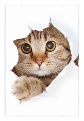 Produktbild von Wallario Wandbild Katze mit Blick nach vorn, Größe: 61 x 91,5 cm, Poster mit rahmenlosen Bildhalter