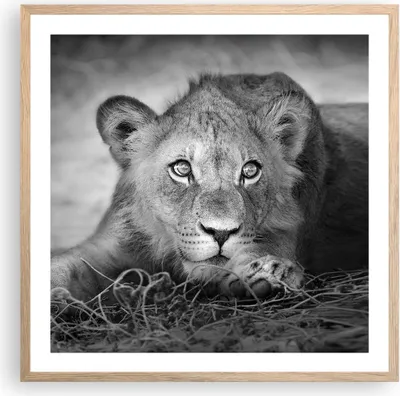 Produktbild von Gerahmtes Poster - Rahmen in heller Eiche - Löwe asiatisch Porträt - 60x60 cm - Wand Bild - Wanddeko - Wandbilder - Kunstposter - Wandposter - Bilderrahmen - Bilder - Kunstdruck - P2NAC60x60-4840